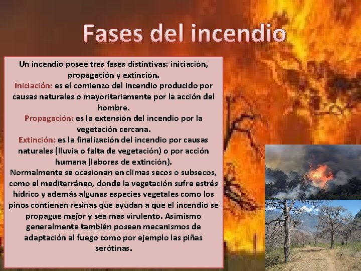Fases del incendio Un incendio posee tres fases distintivas: iniciación, propagación y extinción. Iniciación: Fases del incendio Un incendio posee tres fases distintivas: iniciación, propagación y extinción. Iniciación: