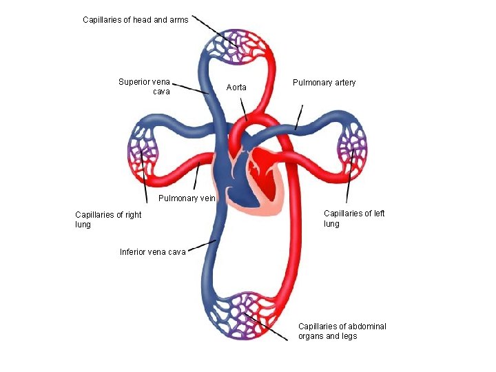 Capillaries of head and arms Superior vena cava Aorta Pulmonary artery Pulmonary vein Capillaries