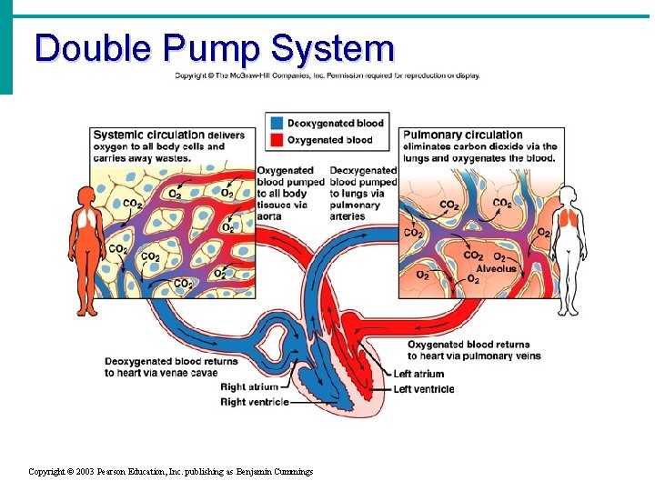 Double Pump System Copyright © 2003 Pearson Education, Inc. publishing as Benjamin Cummings 