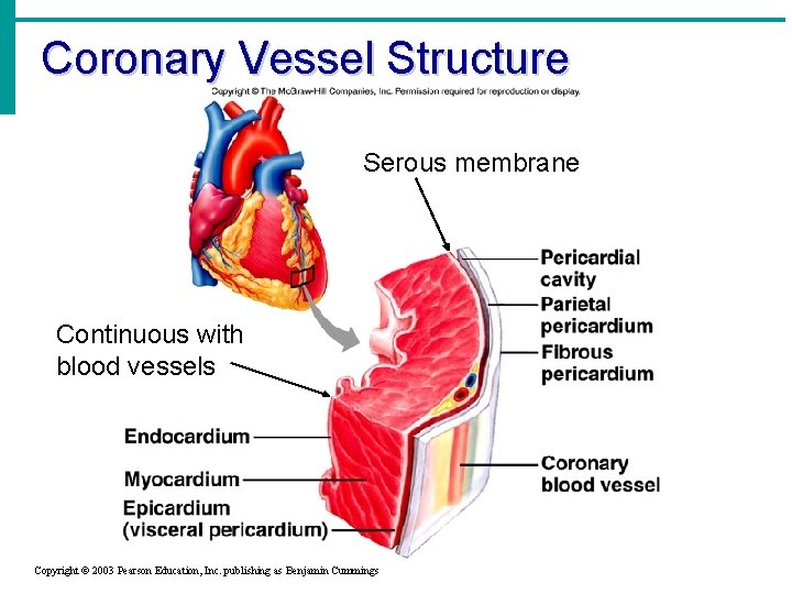 Coronary Vessel Structure Serous membrane Continuous with blood vessels Copyright © 2003 Pearson Education,