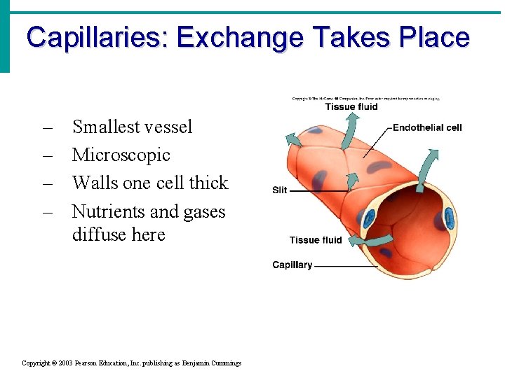 Capillaries: Exchange Takes Place – – Smallest vessel Microscopic Walls one cell thick Nutrients