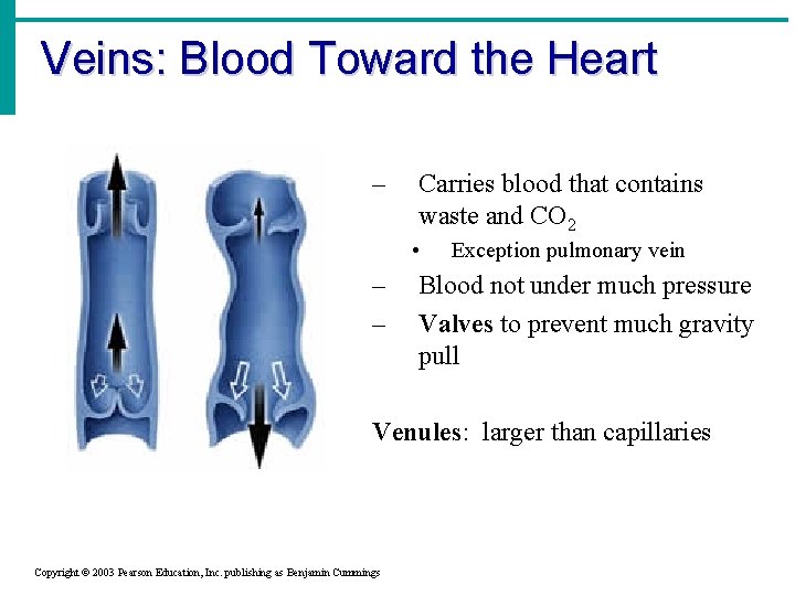 Veins: Blood Toward the Heart – Carries blood that contains waste and CO 2