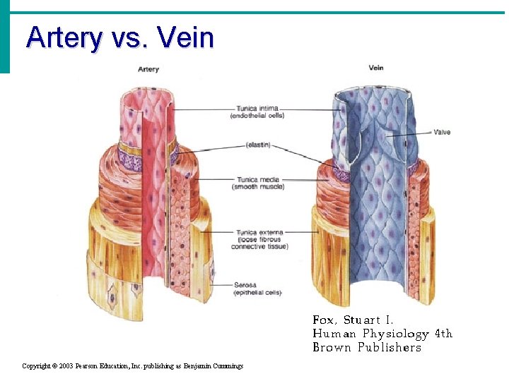 Artery vs. Vein Copyright © 2003 Pearson Education, Inc. publishing as Benjamin Cummings 