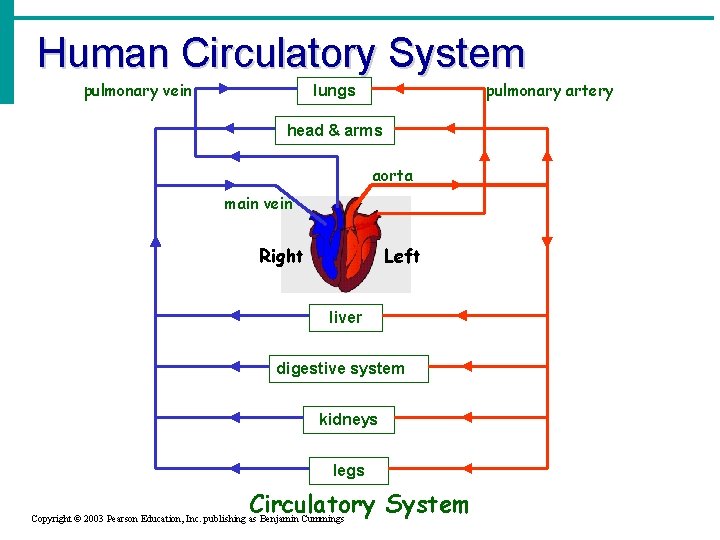 Human Circulatory System pulmonary vein pulmonary artery lungs head & arms aorta main vein