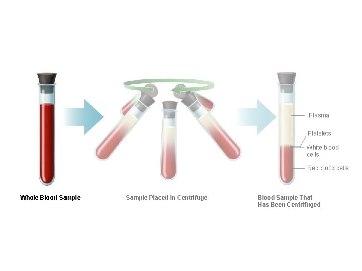 Plasma Platelets White blood cells Red blood cells Whole Blood Sample Placed in Centrifuge