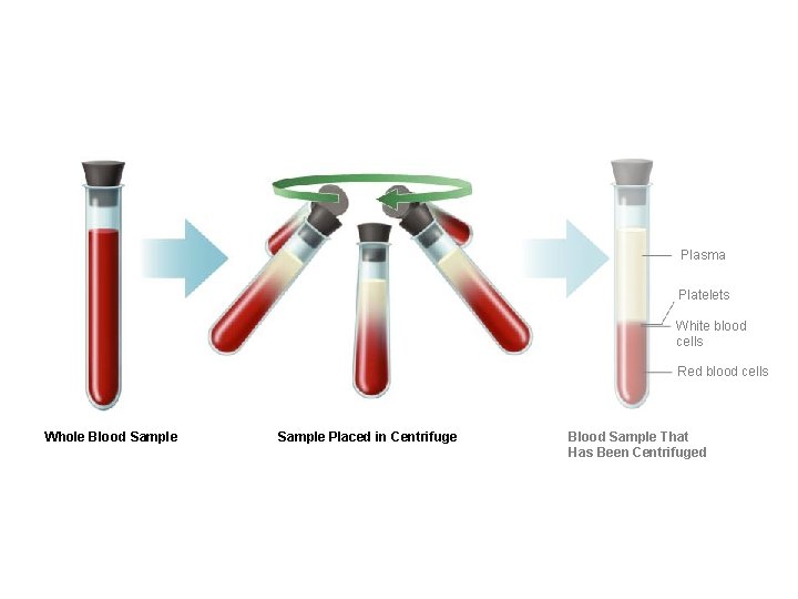 Plasma Platelets White blood cells Red blood cells Whole Blood Sample Placed in Centrifuge