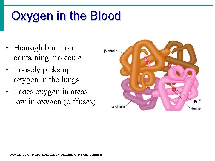 Oxygen in the Blood • Hemoglobin, iron containing molecule • Loosely picks up oxygen