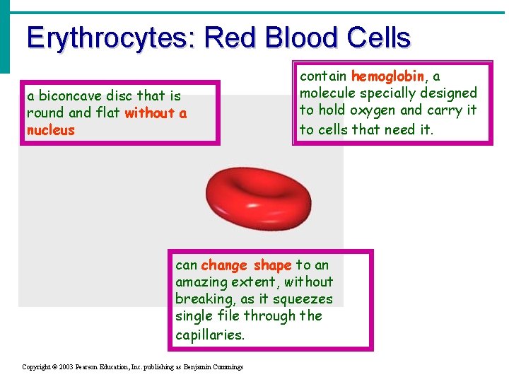 Erythrocytes: Red Blood Cells a biconcave disc that is round and flat without a