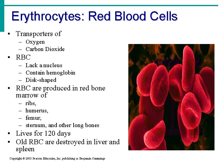 Erythrocytes: Red Blood Cells • Transporters of – Oxygen – Carbon Dioxide • RBC