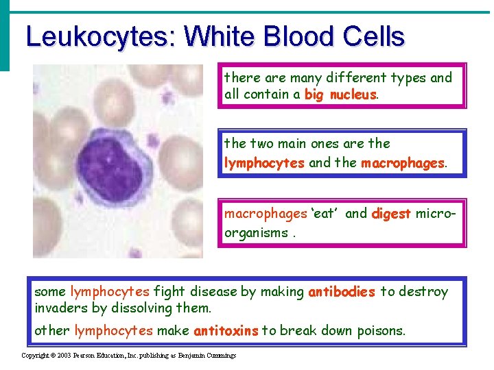 Leukocytes: White Blood Cells there are many different types and all contain a big