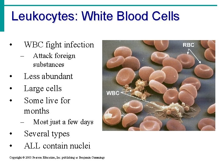 Leukocytes: White Blood Cells • WBC fight infection – • • • Less abundant