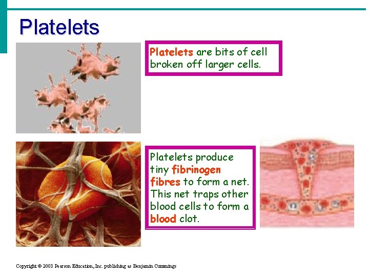 Platelets are bits of cell broken off larger cells. Platelets produce tiny fibrinogen fibres