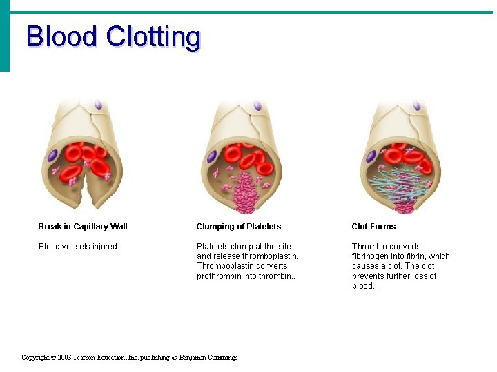 Blood Clotting Break in Capillary Wall Clumping of Platelets Clot Forms Blood vessels injured.