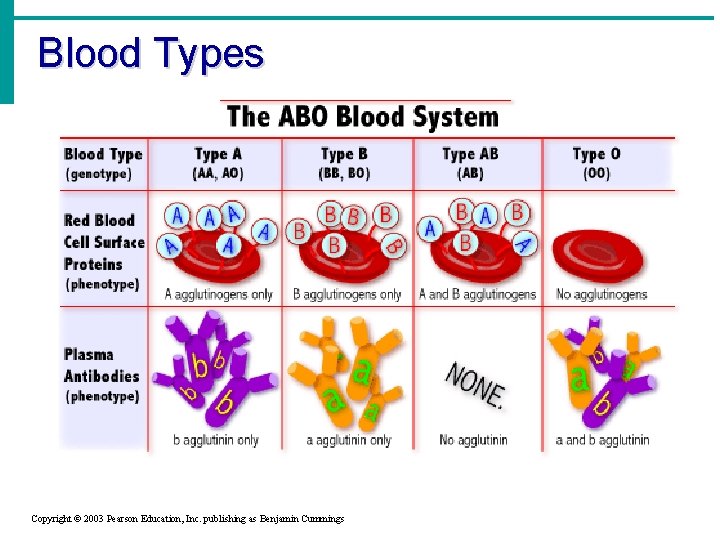 Blood Types Copyright © 2003 Pearson Education, Inc. publishing as Benjamin Cummings 