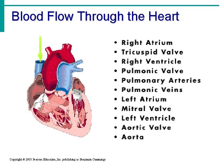 Blood Flow Through the Heart Copyright © 2003 Pearson Education, Inc. publishing as Benjamin
