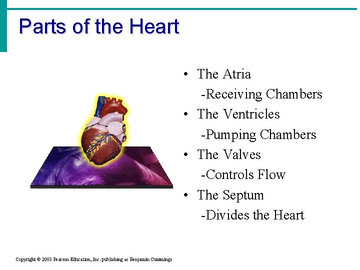 Parts of the Heart • The Atria -Receiving Chambers • The Ventricles -Pumping Chambers