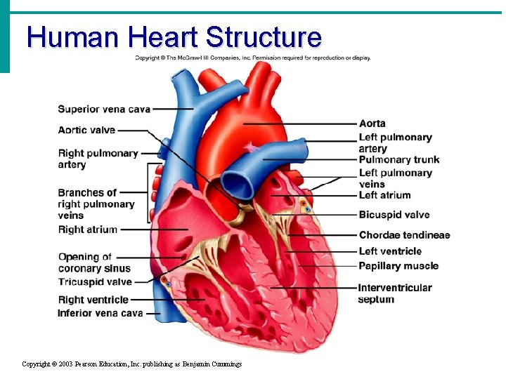 Human Heart Structure Copyright © 2003 Pearson Education, Inc. publishing as Benjamin Cummings 