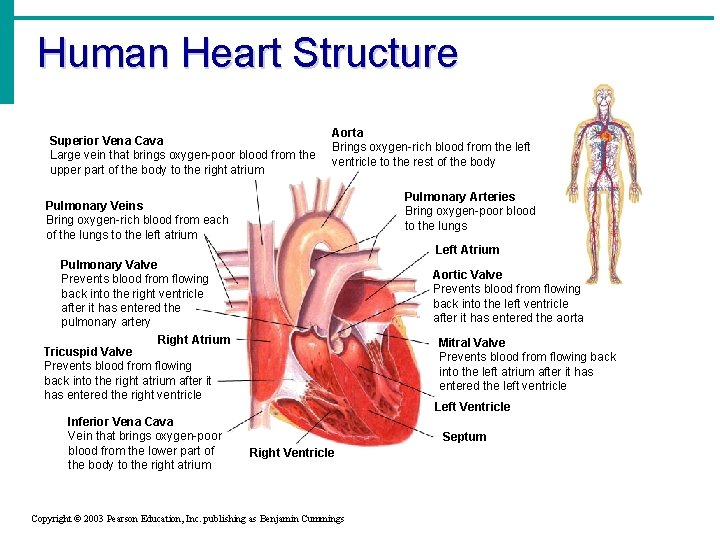 Human Heart Structure Superior Vena Cava Large vein that brings oxygen-poor blood from the