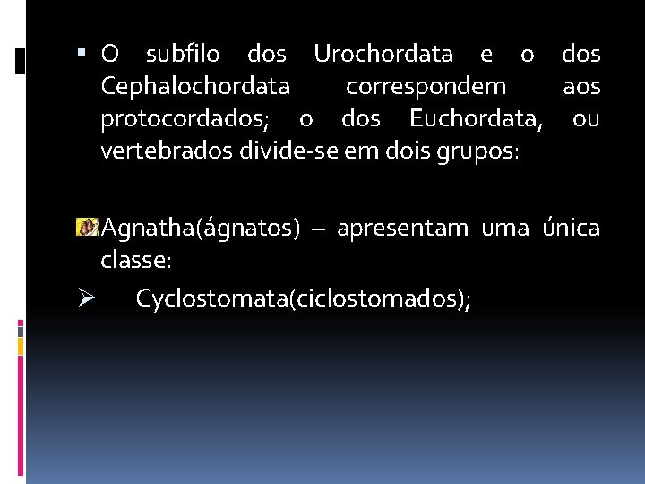  O subfilo dos Urochordata e o dos Cephalochordata correspondem aos protocordados; o dos