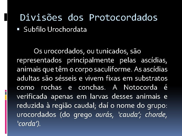 Divisões dos Protocordados Subfilo Urochordata Os urocordados, ou tunicados, são representados principalmente pelas ascídias,