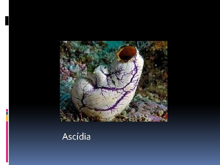 Ascídia 