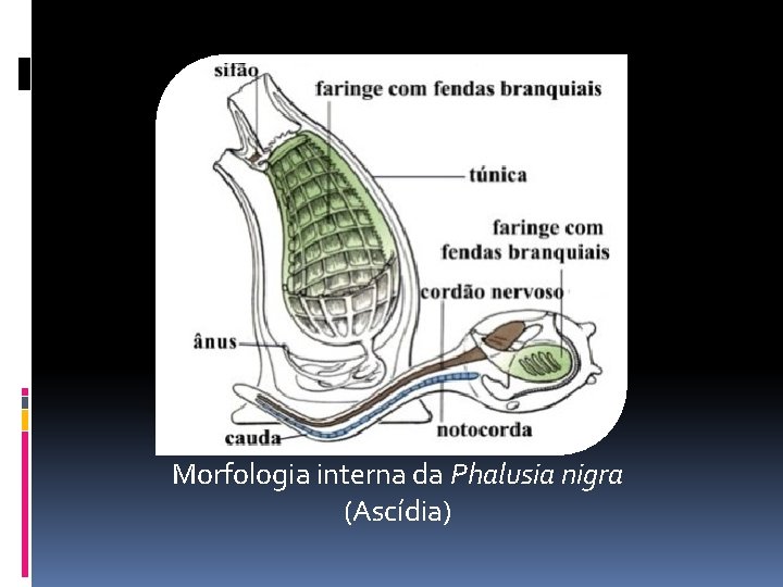 Morfologia interna da Phalusia nigra (Ascídia) 