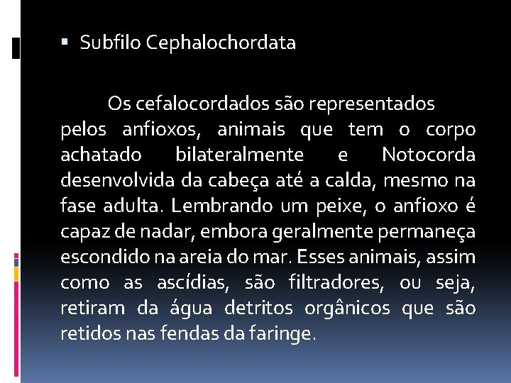  Subfilo Cephalochordata Os cefalocordados são representados pelos anfioxos, animais que tem o corpo