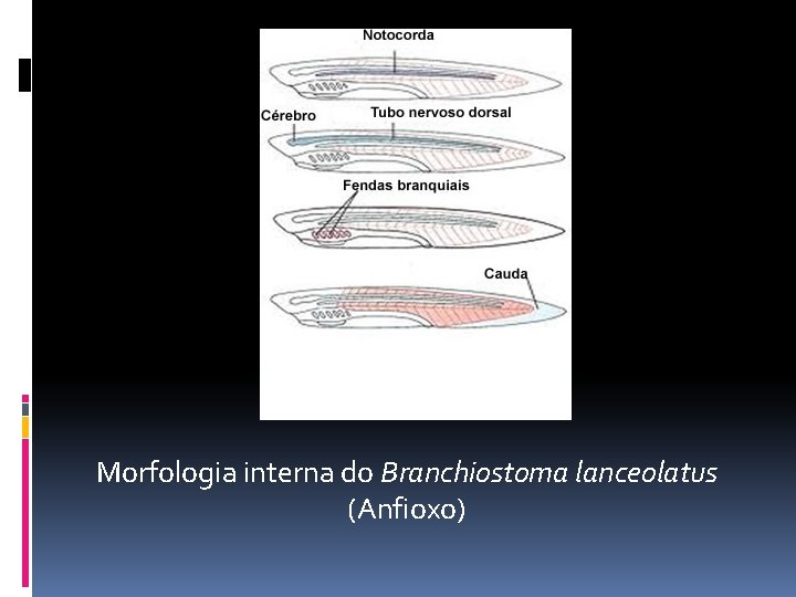 Morfologia interna do Branchiostoma lanceolatus (Anfioxo) 