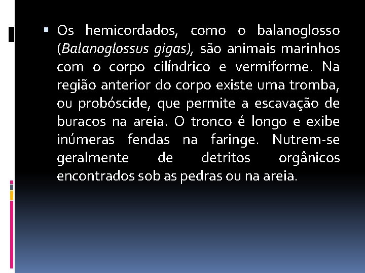  Os hemicordados, como o balanoglosso (Balanoglossus gigas), são animais marinhos com o corpo