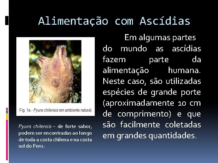 Alimentação com Ascídias Pyura chilensis – de forte sabor, podem ser encontradas ao longo