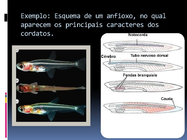 Exemplo: Esquema de um anfioxo, no qual aparecem os principais caracteres dos cordatos. 