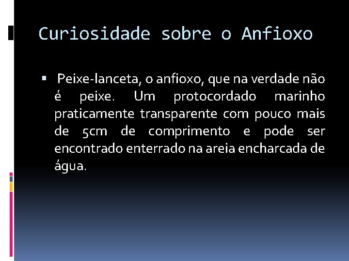 Curiosidade sobre o Anfioxo Peixe-lanceta, o anfioxo, que na verdade não é peixe. Um