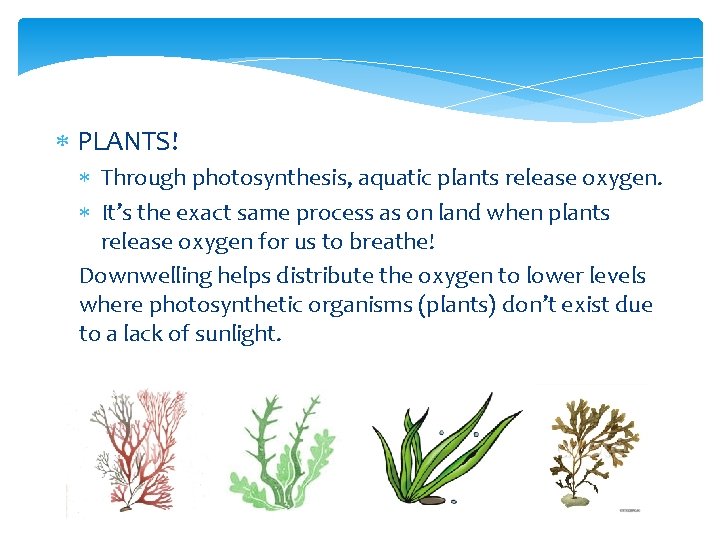  PLANTS! Through photosynthesis, aquatic plants release oxygen. It’s the exact same process as