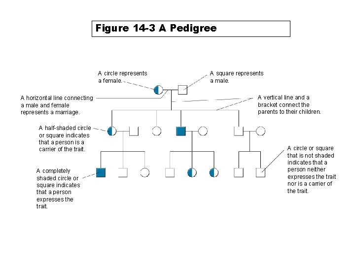 Section 14 -1 Figure 14 -3 A Pedigree A circle represents a female. A
