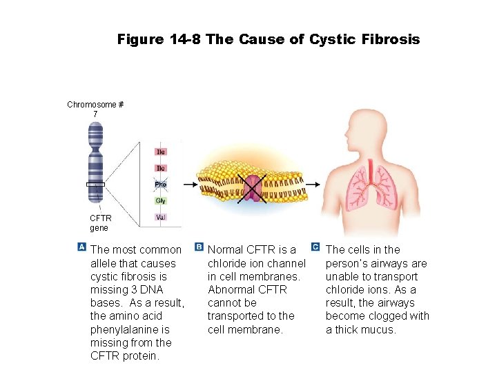 Section 14 -1 Figure 14 -8 The Cause of Cystic Fibrosis Chromosome # 7