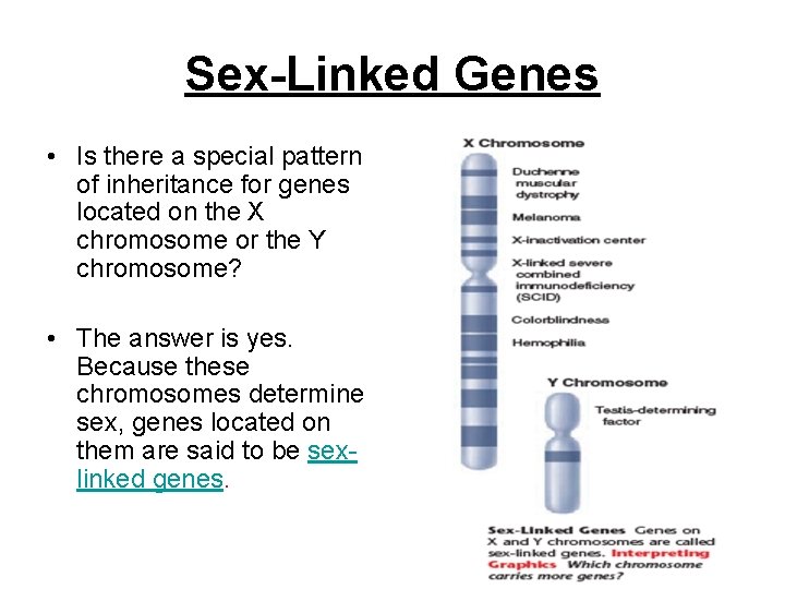 Sex-Linked Genes • Is there a special pattern of inheritance for genes located on