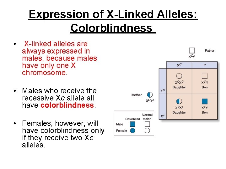 Expression of X-Linked Alleles: Colorblindness • X-linked alleles are always expressed in males, because