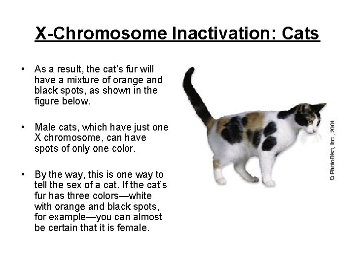 X-Chromosome Inactivation: Cats • As a result, the cat’s fur will have a mixture