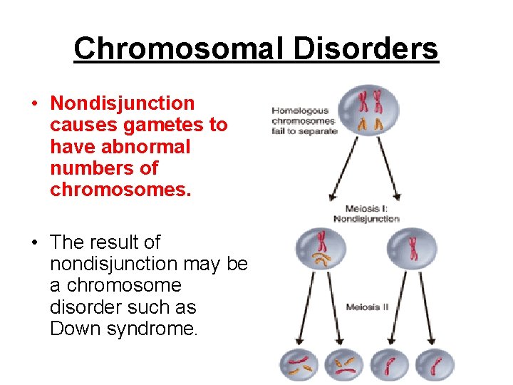 Chromosomal Disorders • Nondisjunction causes gametes to have abnormal numbers of chromosomes. • The