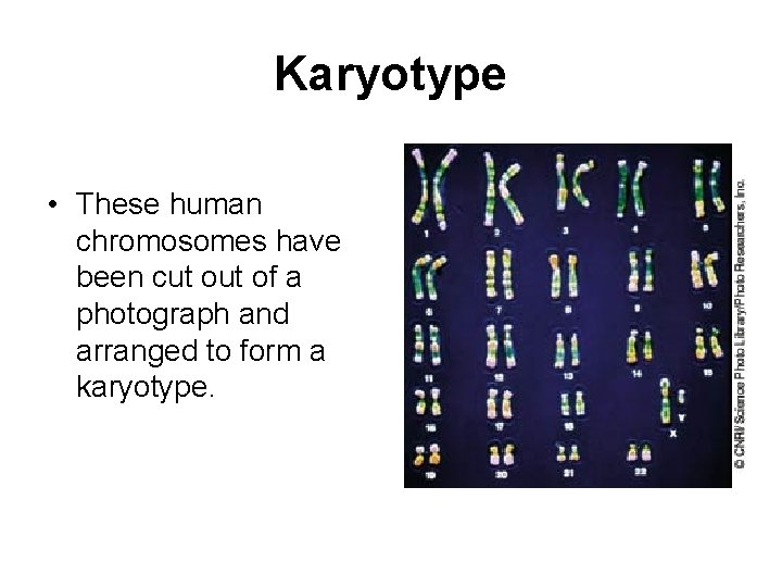 Karyotype • These human chromosomes have been cut of a photograph and arranged to