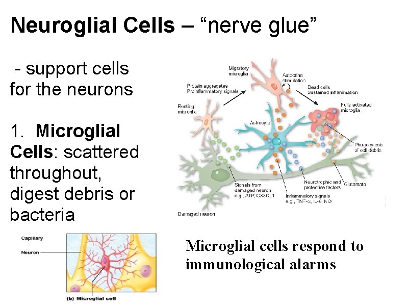 Neuroglial Cells – “nerve glue” - support cells for the neurons 1. Microglial Cells:
