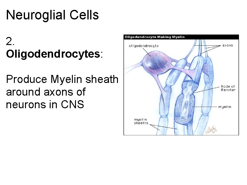 Neuroglial Cells 2. Oligodendrocytes: Produce Myelin sheath around axons of neurons in CNS 