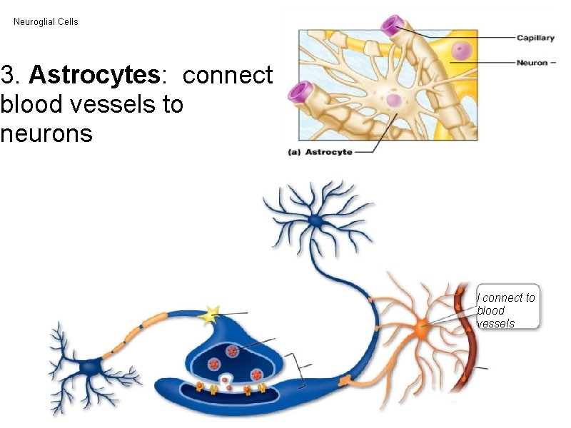 Neuroglial Cells 3. Astrocytes: connect blood vessels to neurons I connect to blood vessels