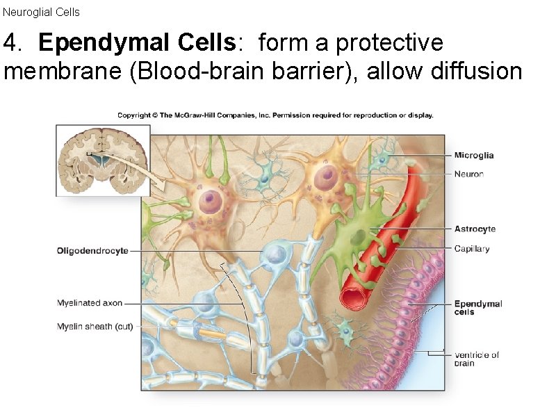 Neuroglial Cells 4. Ependymal Cells: form a protective membrane (Blood-brain barrier), allow diffusion 
