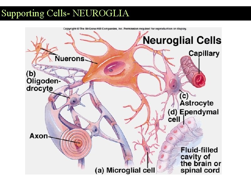 Supporting Cells- NEUROGLIA 