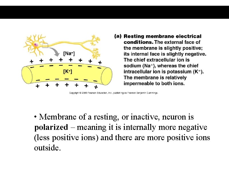  • Membrane of a resting, or inactive, neuron is polarized – meaning it