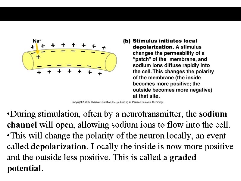  • During stimulation, often by a neurotransmitter, the sodium channel will open, allowing