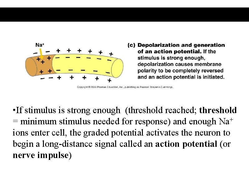  • If stimulus is strong enough (threshold reached; threshold = minimum stimulus needed
