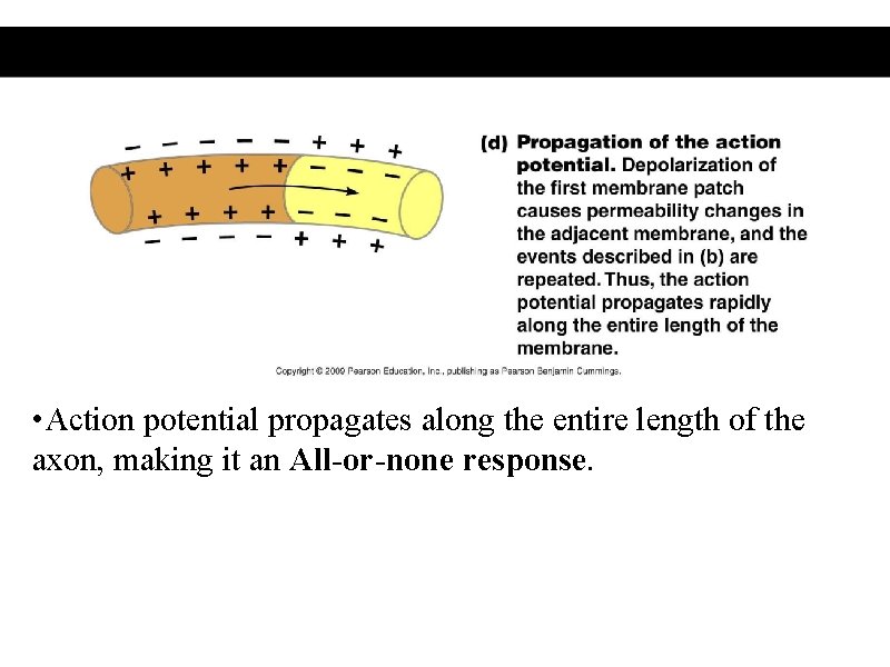  • Action potential propagates along the entire length of the axon, making it