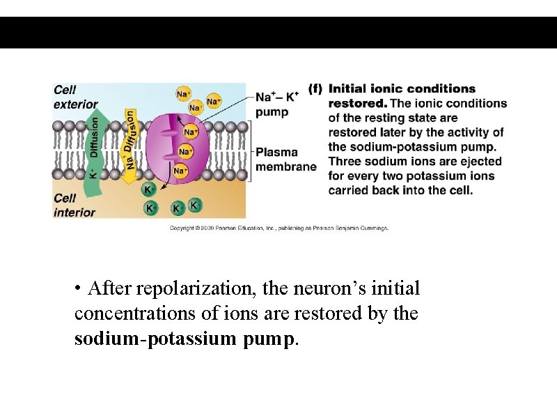  • After repolarization, the neuron’s initial concentrations of ions are restored by the